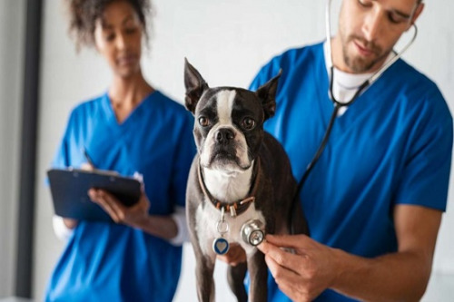 Auxiliar de Veterinário